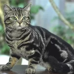 američka kratkodlaka mačka