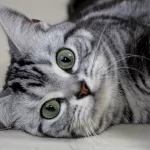 americka kratkodlaka