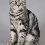 americka kratkodlaka