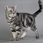 američka kratkodlaka