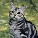 Američka kratkodlaka