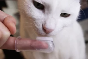 čišćenje mačjih zubi