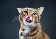 hrana za mačke bez žitarica