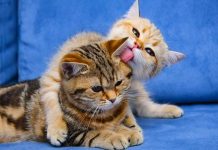 kako sprijateljiti mačke