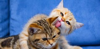 kako sprijateljiti mačke