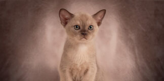 burmese cat Royal Esprit Wise Legend
