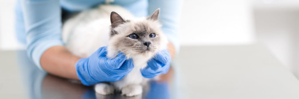 Mačka povraća pjenom