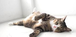 mačka ima povećani trbuh