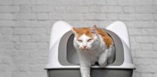 mačka ima problem sa mokrenjem