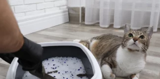 crna stolica kod mačke