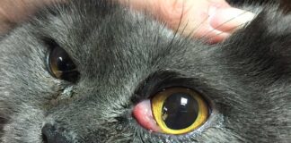 Blefaritis kod mačaka