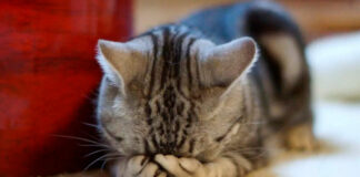 Inkontinencija urina